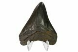 Fossil Megalodon Tooth - Georgia #145425-2